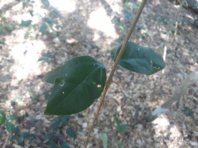 Bignonia aequinoctialis, photographed by Alexis López Hernández
