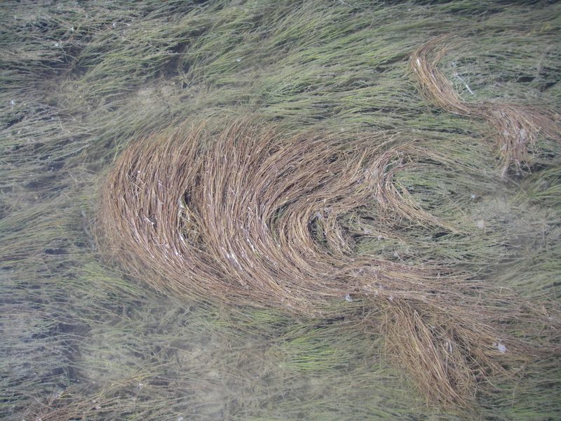 Halodule wrightii, photographed by Clifton Ladd, C.W.B.