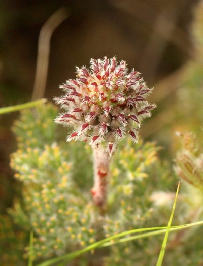 Serruria scoparia, photographed by Cecile Roux