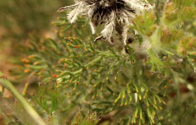 Serruria scoparia, photographed by Cecile Roux
