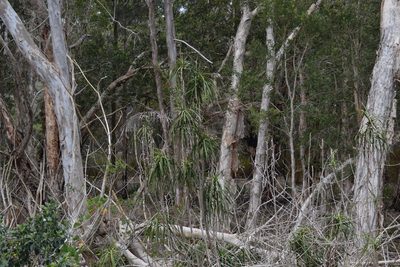 Cordyline stricta, photographed by Thomas Mesaglio