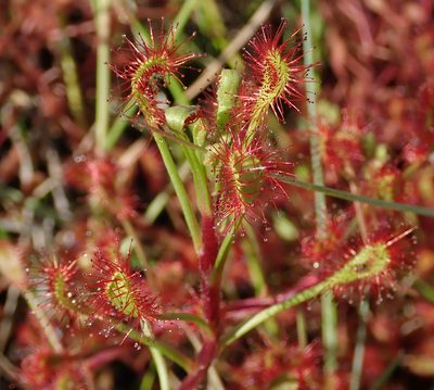 Drosera madagascariensis, photographed by Robert Taylor
