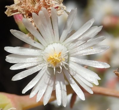 Ruschia multiflora, photographed by Nicola van Berkel
