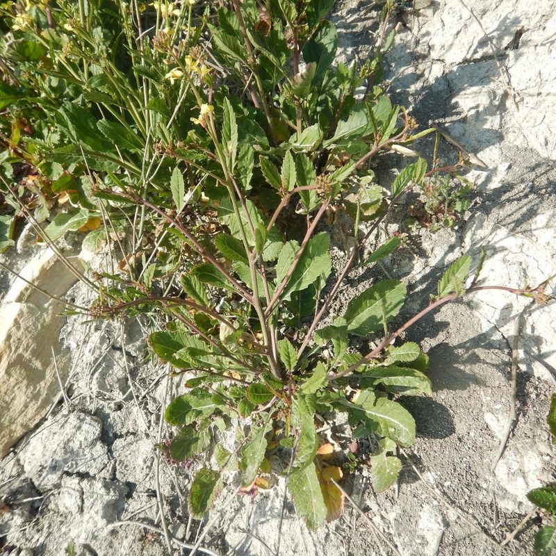 Guenthera persica, photographed by Сергей Крыленко