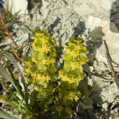 Cruciata taurica, photographed by Сергей Крыленко