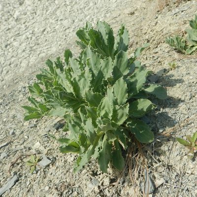 Silene crispata, photographed by Сергей Крыленко
