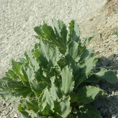 Silene crispata, photographed by Сергей Крыленко