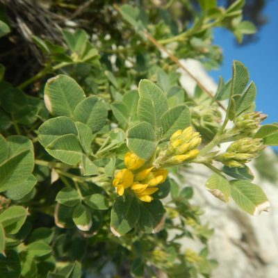 Medicago cretacea, photographed by Сергей Крыленко