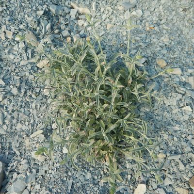 Sideritis euxina, photographed by Сергей Крыленко