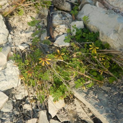 Coronilla coronata, photographed by Сергей Крыленко