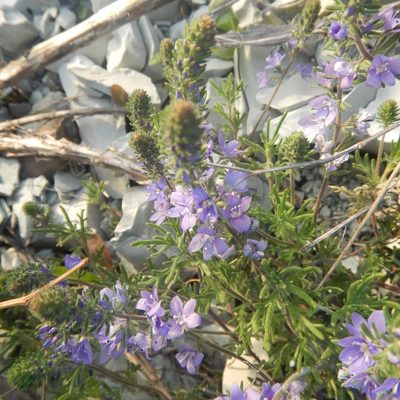 Veronica capsellicarpa, photographed by Сергей Крыленко