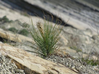 Asphodeline taurica, photographed by Сергей Крыленко