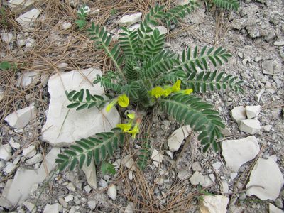 Astragalus utriger, photographed by Сергей Крыленко