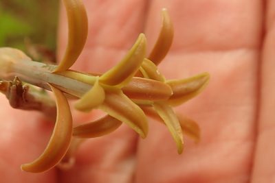 Dipcadi marlothii, photographed by Peter Warren