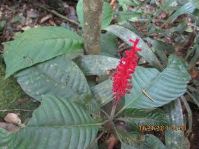 Palicourea subspicata, photographed by gsexauer