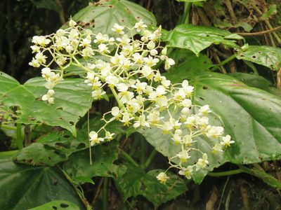 Begonia convolvulacea, photographed by Diogo Luiz