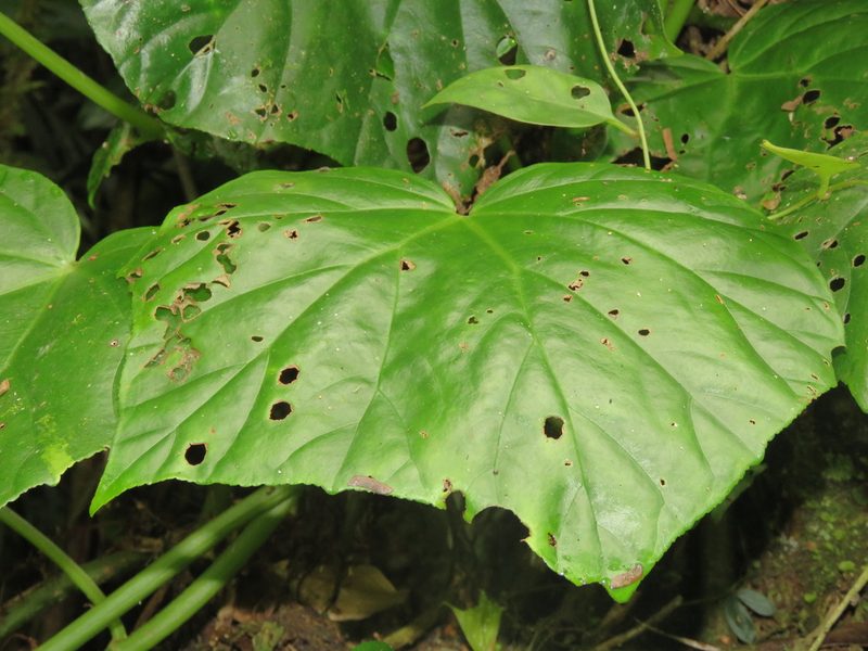 Begonia convolvulacea, photographed by Diogo Luiz
