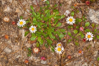 Bellium bellidioides, photographed by Drepanostoma