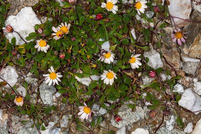 Bellium bellidioides, photographed by Drepanostoma