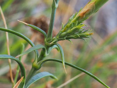 Dianthus rupicola, photographed by Golfopolikayak