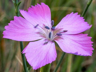 Dianthus rupicola, photographed by Golfopolikayak