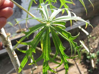 Jatropha multifida, photographed by Diogo Luiz