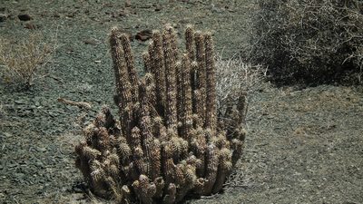 Hoodia gordonii, photographed by Shaun Swanepoel