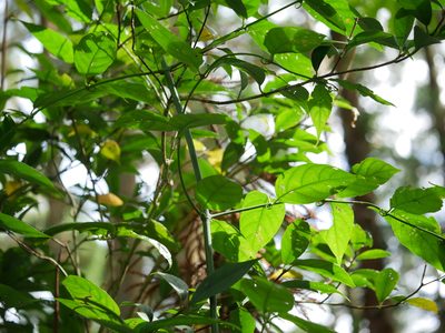 Uncaria rhynchophylla, photographed by Jacy Chen