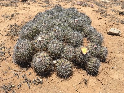 Copiapoa coquimbana, photographed by Matt Berger