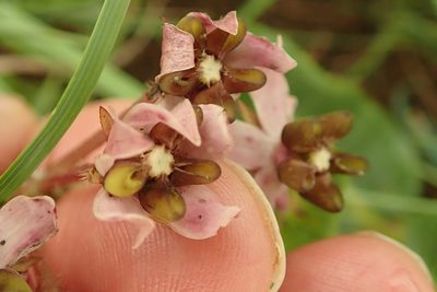 Asclepias albens, photographed by Peter Warren