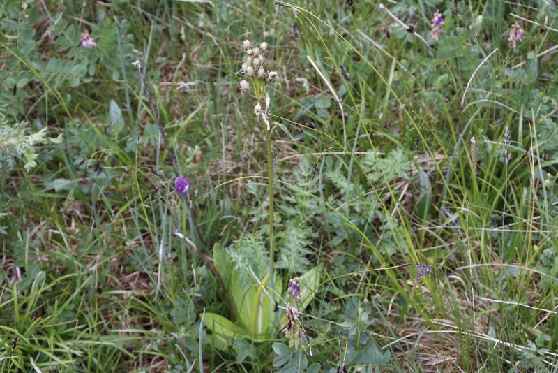 Primula nivalis, photographed by Rose Zappa
