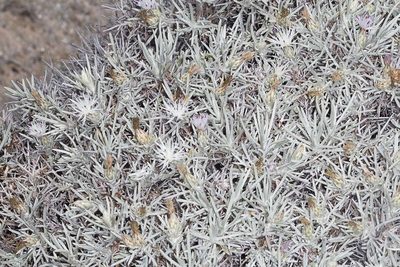 Centaurea horrida, photographed by Drepanostoma