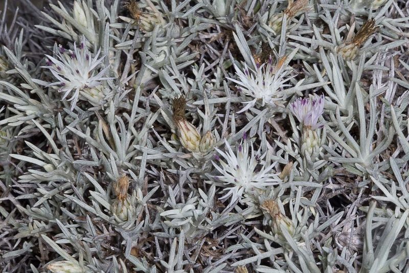 Centaurea horrida, photographed by Drepanostoma
