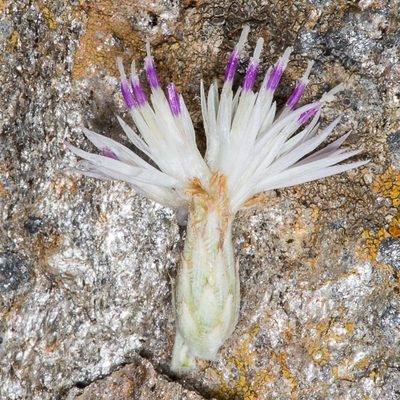 Centaurea horrida, photographed by Drepanostoma