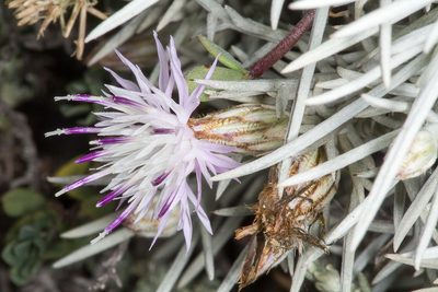 Centaurea horrida, photographed by Drepanostoma