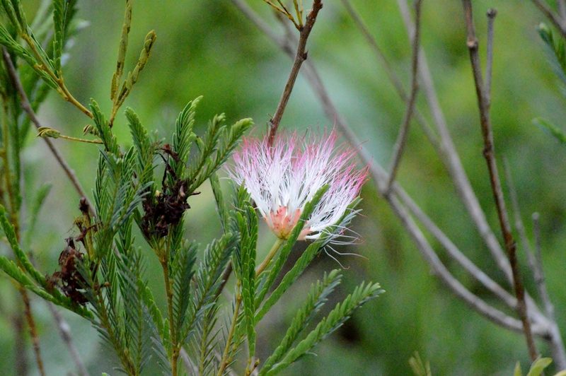 Calliandra virgata, photographed by Douglas