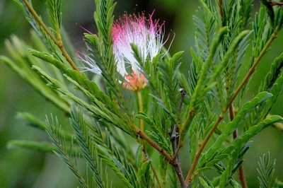 Calliandra virgata, photographed by Douglas