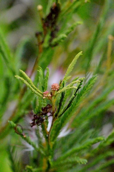 Calliandra virgata, photographed by Douglas