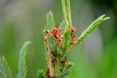 Calliandra virgata, photographed by Douglas