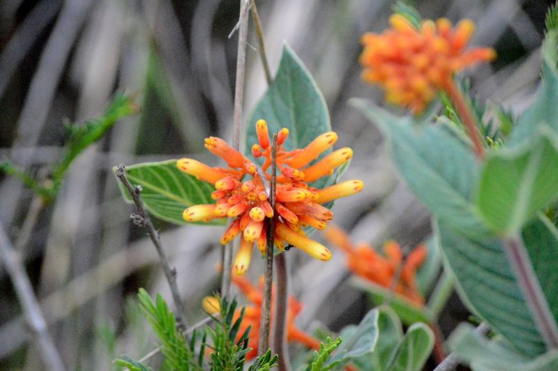 Palicourea officinalis, photographed by Douglas
