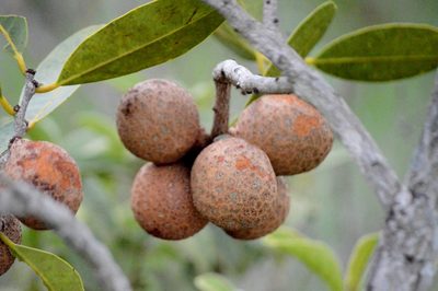 Salacia crassifolia, photographed by Douglas