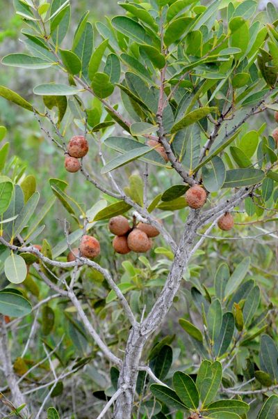 Salacia crassifolia, photographed by Douglas