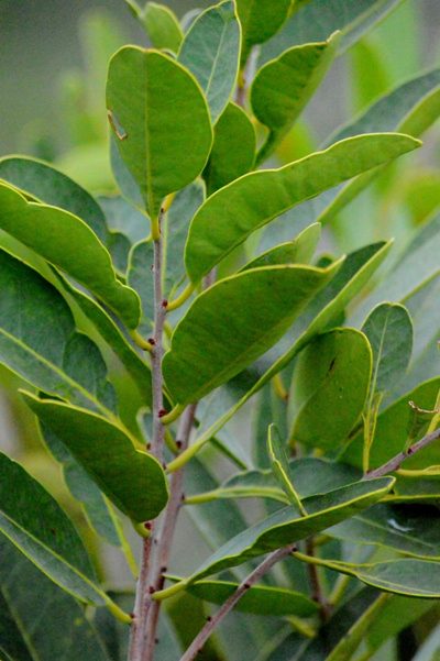 Salacia crassifolia, photographed by Douglas
