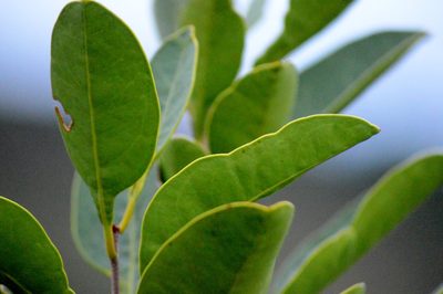Salacia crassifolia, photographed by Douglas