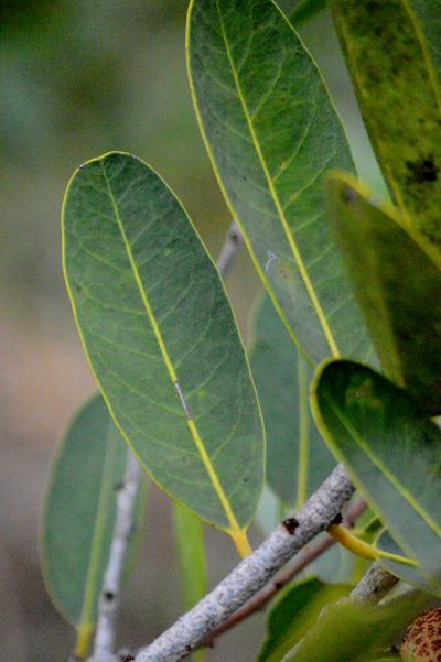 Salacia crassifolia, photographed by Douglas