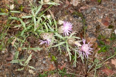 Centaurea deusta, photographed by Drepanostoma