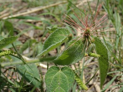 Acalypha petiolaris, photographed by Robert Taylor
