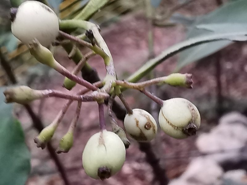 Chiococca pachyphylla, photographed by Adriana Nelly Correa Sandoval