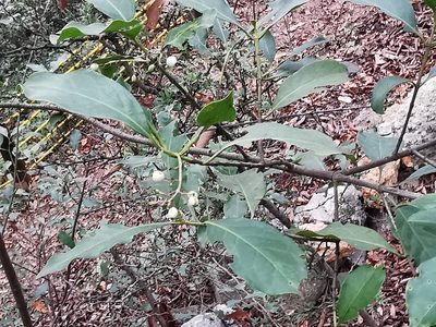 Chiococca pachyphylla, photographed by Adriana Nelly Correa Sandoval