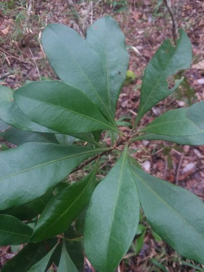 Myrica inodora, photographed by Will McFarland